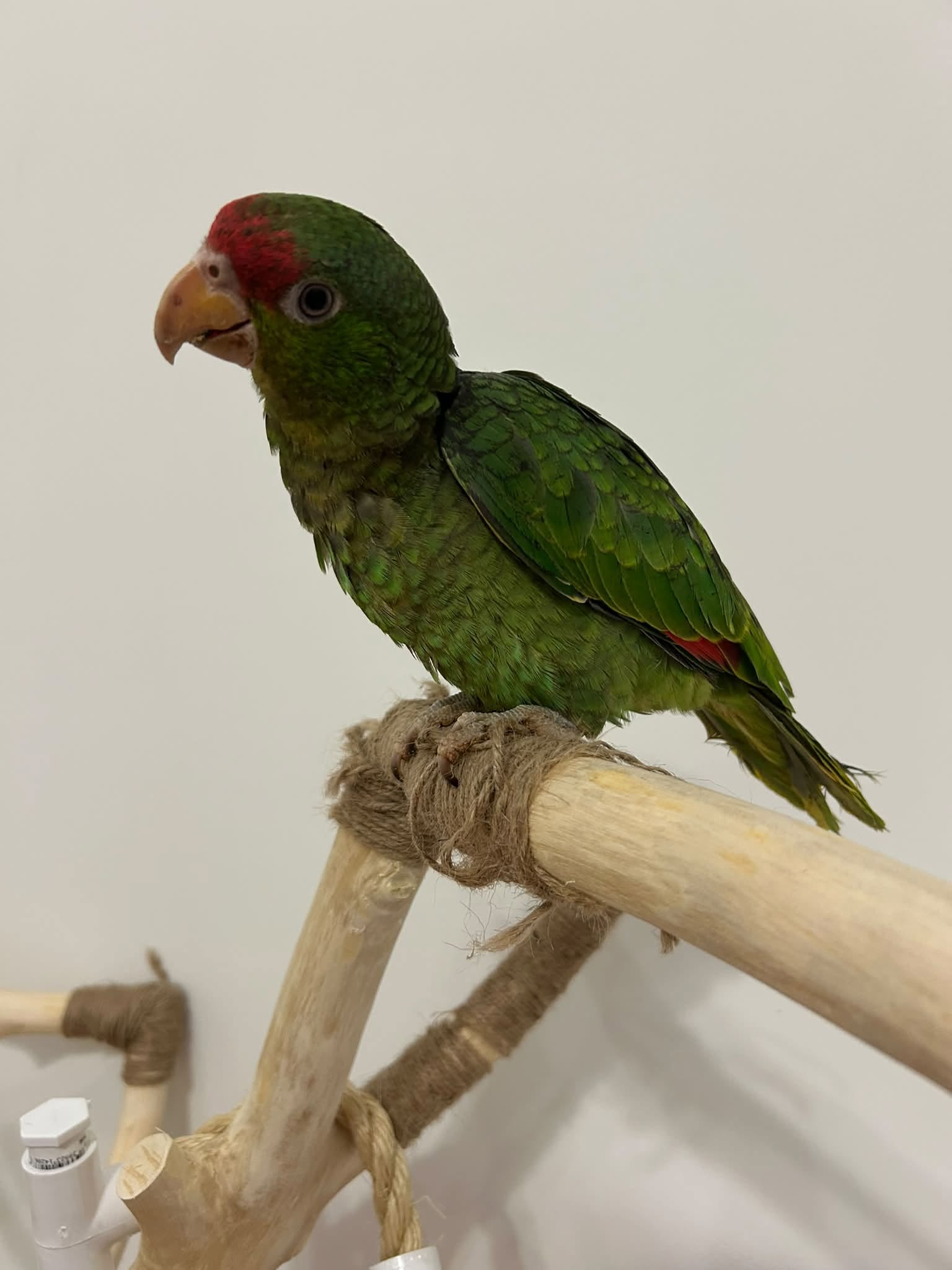 Red-Fronted Amazon